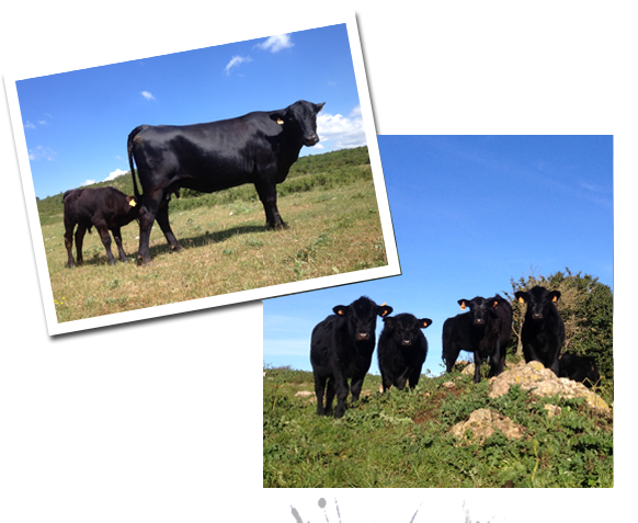 gîte à la ferme du Larzac élevage de vaches angus